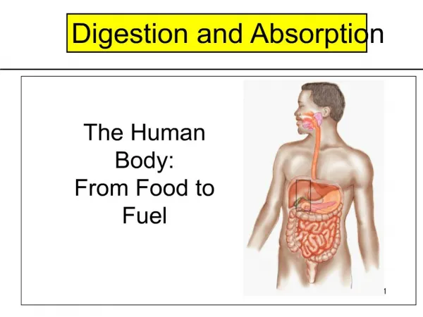The Human Body: From Food to Fuel