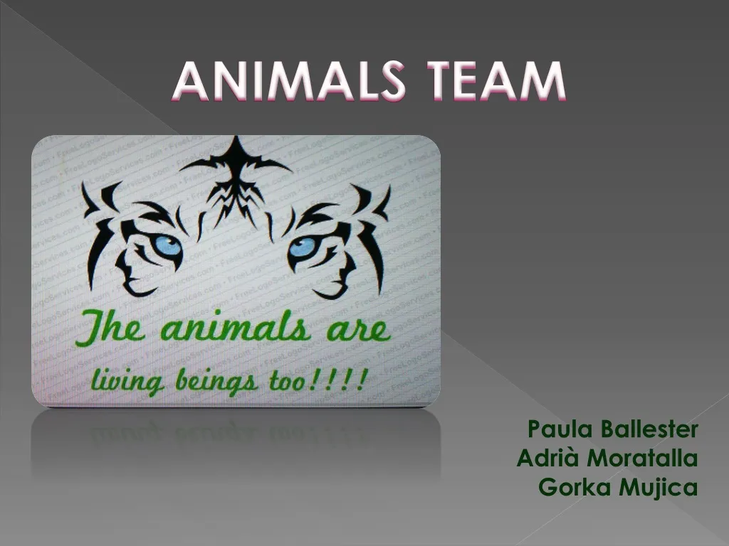 animals team