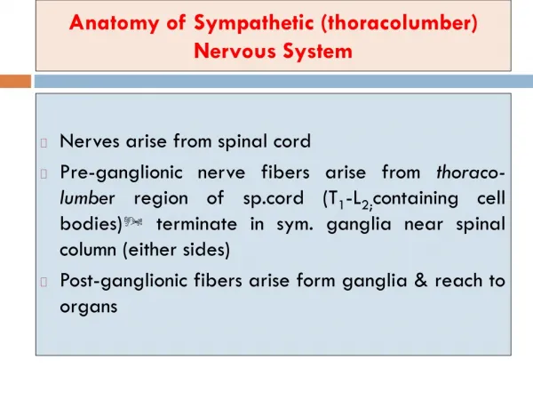 Anatomy of Sympathetic ( thoracolumber ) Nervous System