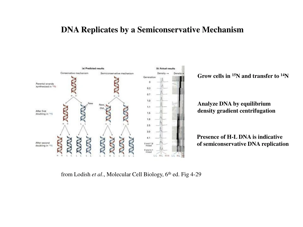 dna replicates by a semiconservative mechanism