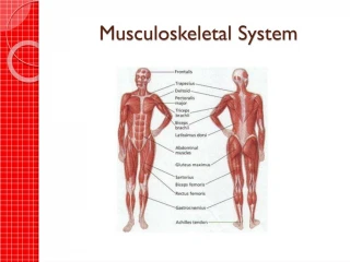 Musculoskeletal System - slide 1