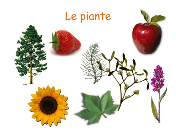 Le piante