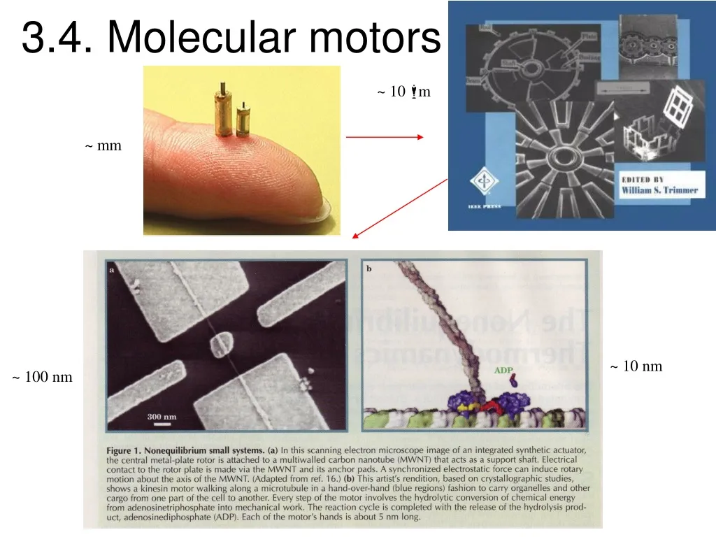 3 4 molecular motors