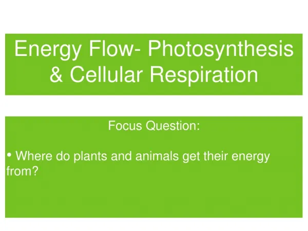 Energy Flow- Photosynthesis &amp; Cellular Respiration