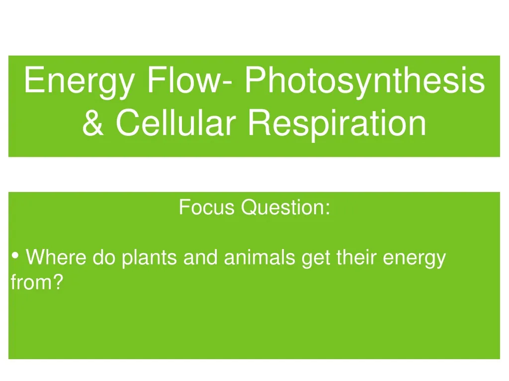energy flow photosynthesis cellular respiration