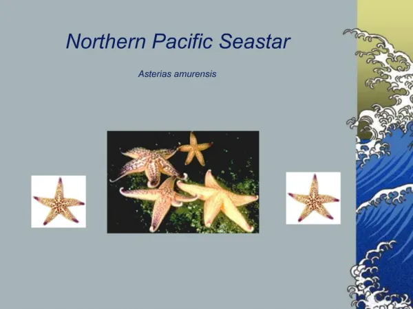 Northern Pacific Seastar