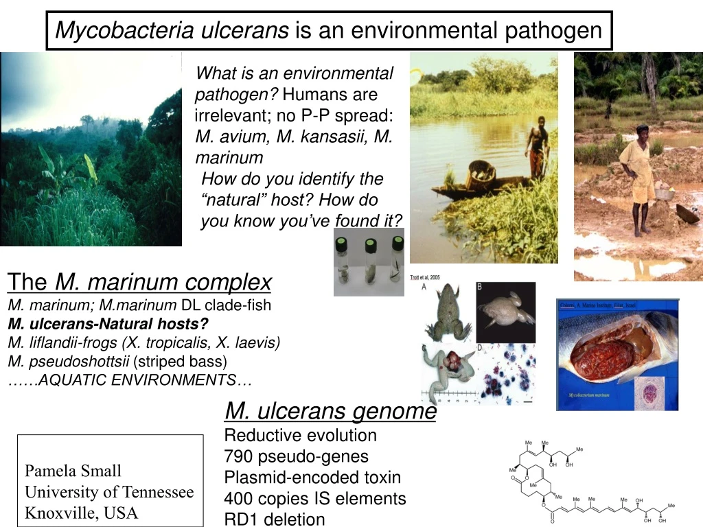 mycobacteria ulcerans is an environmental pathogen