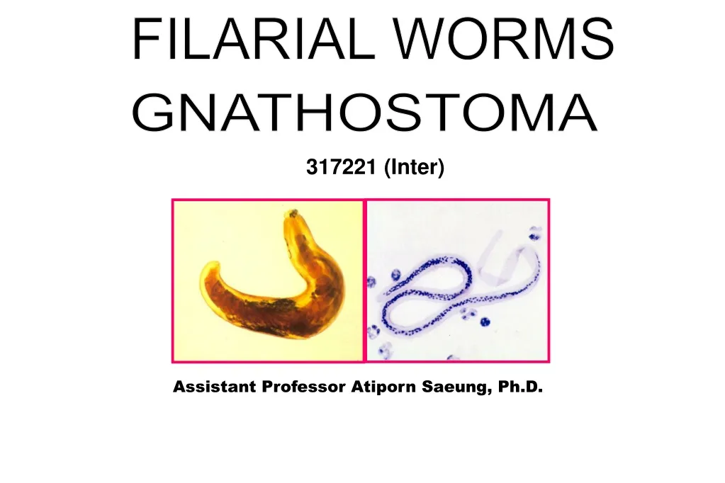 filarial worms