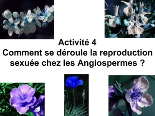 Activit 4 Comment se d roule la reproduction sexu e chez les Angiospermes - slide 1