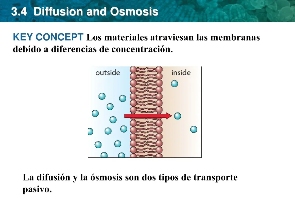 3 4 diffusion and osmosis