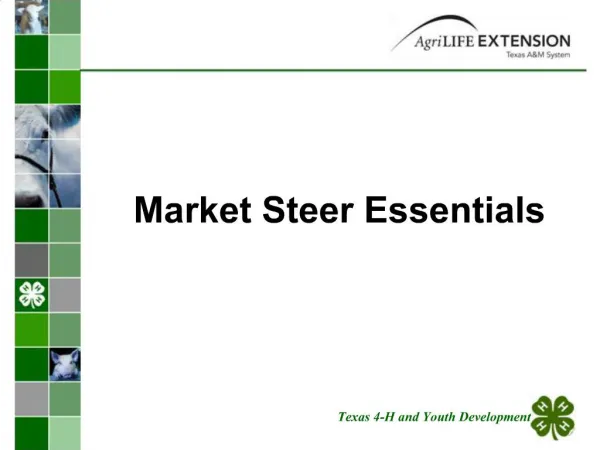 Market Steer Essentials