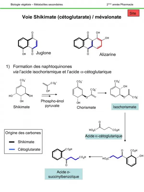 Formation des naphtoquinones via l acide isochorismique et l acide a-c toglutarique