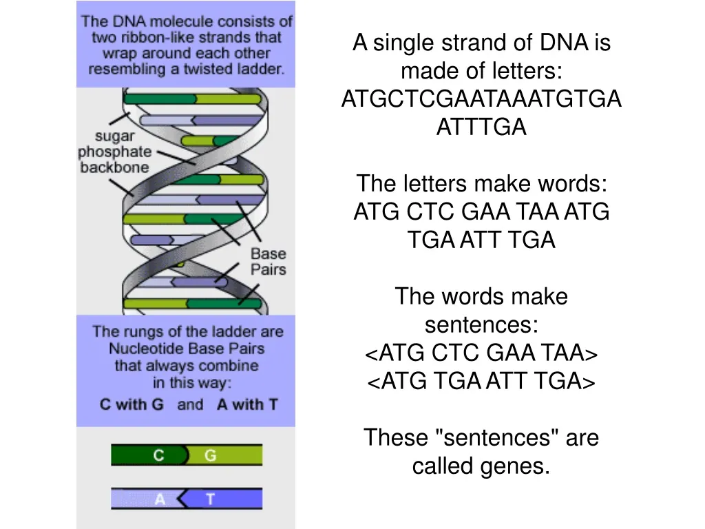 a single strand of dna is made of letters