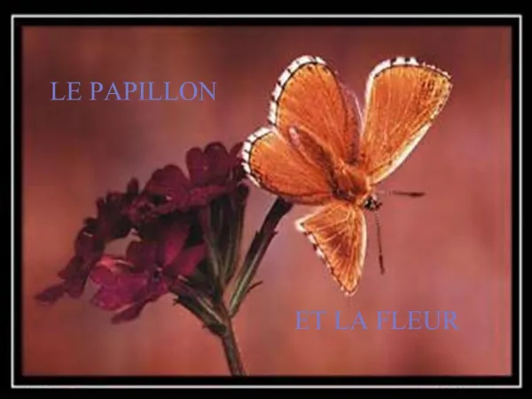 Le Papillon et la Fleur