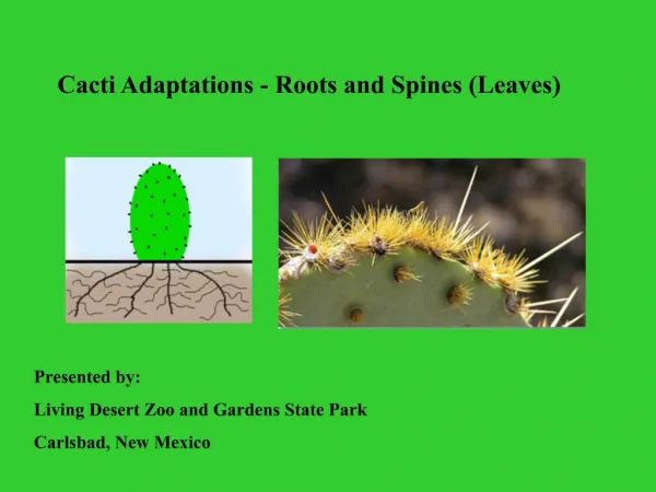 Cacti Adaptations - Roots and Spines Leaves