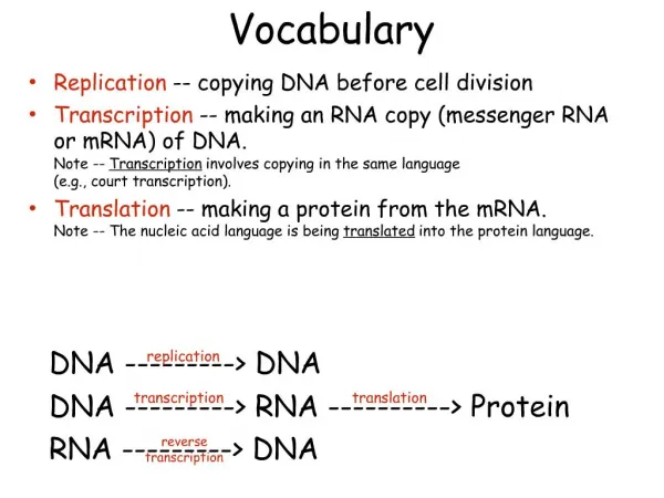 Vocabulary