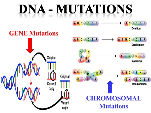 DNA - MUtations