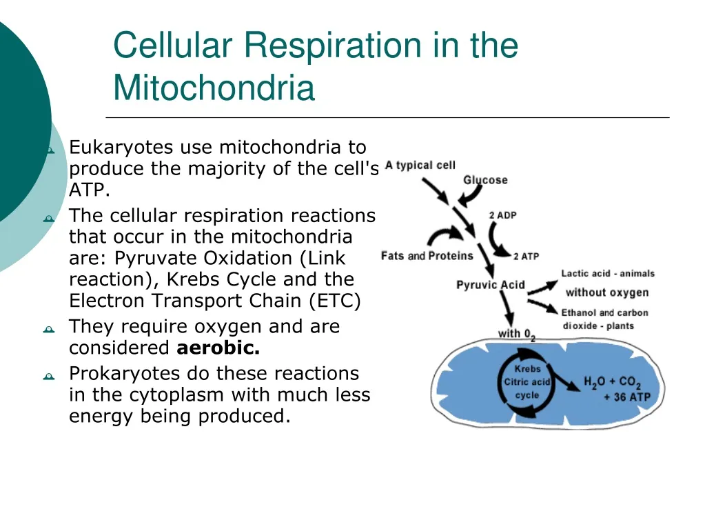 cellular respiration in the mitochondria