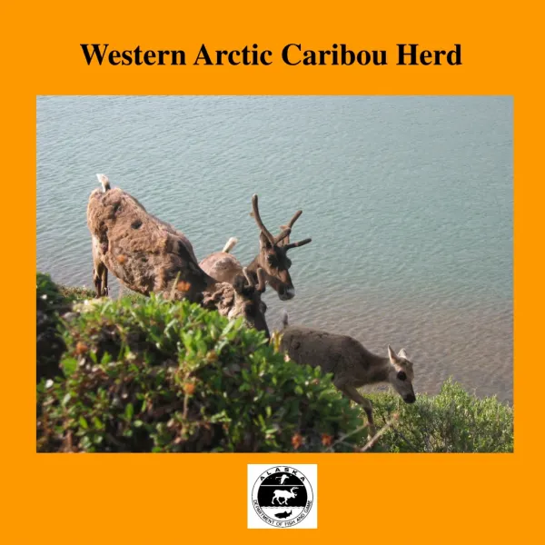 Western Arctic Caribou Herd