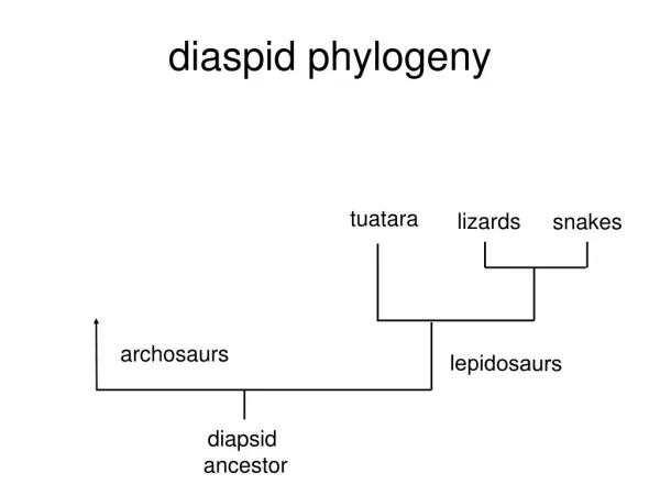 diaspid phylogeny