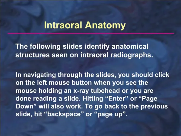 The following slides identify anatomical structures seen on intraoral radiographs.
