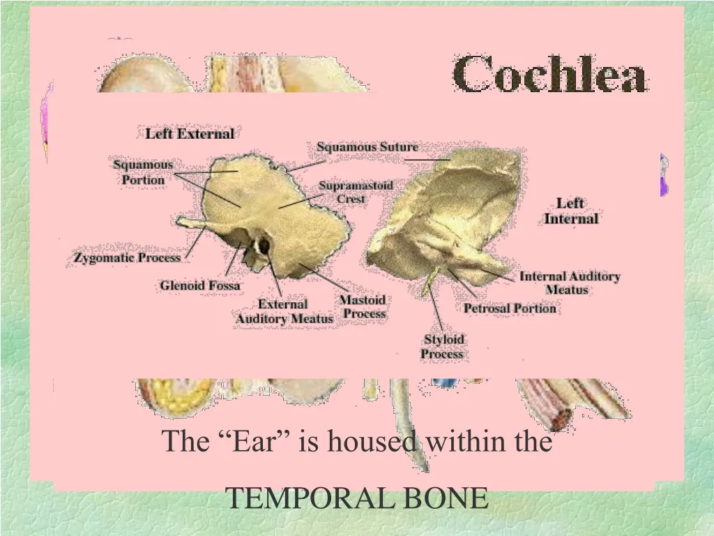 the ear is housed within the temporal bone