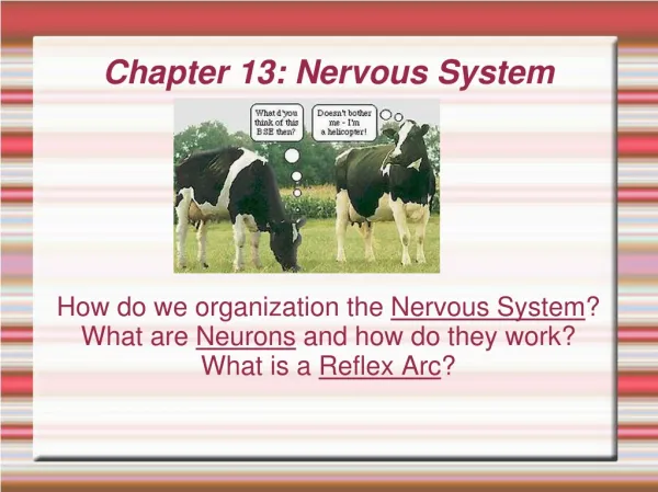 Chapter 13: Nervous System