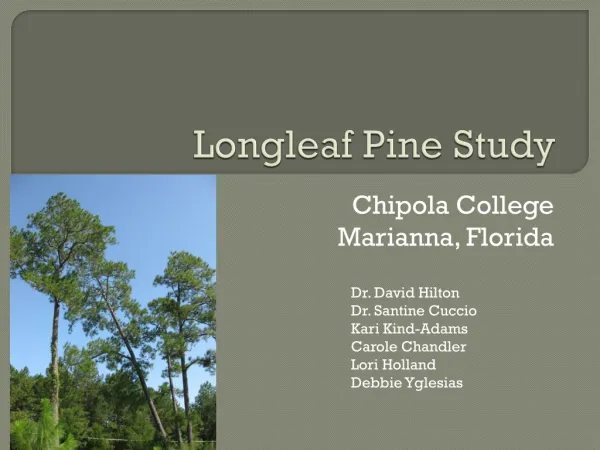 Longleaf Pine Study