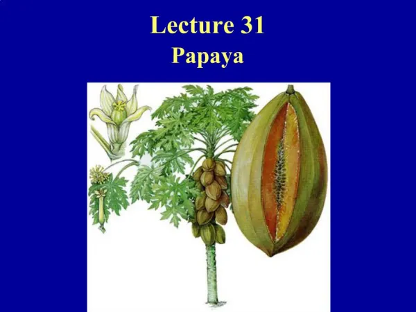 Lecture 31 Papaya