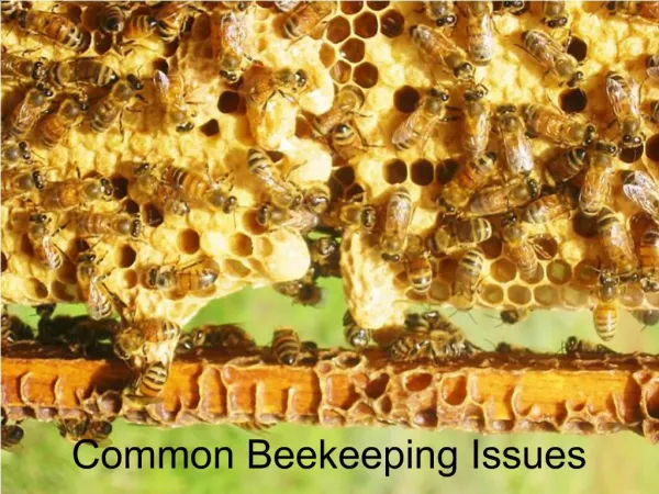 Common Beekeeping Issues