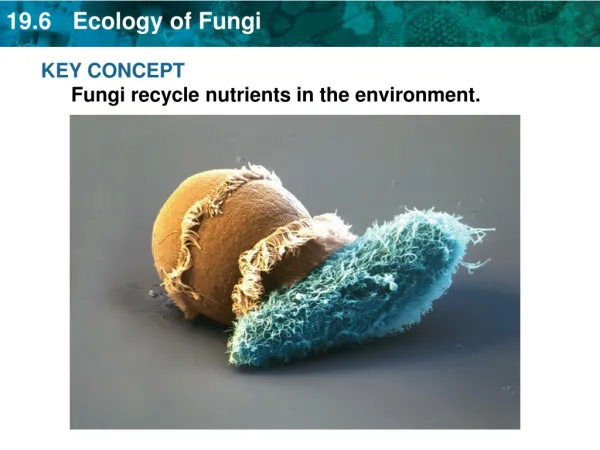 KEY CONCEPT Fungi recycle nutrients in the environment.