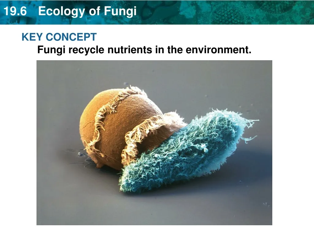key concept fungi recycle nutrients