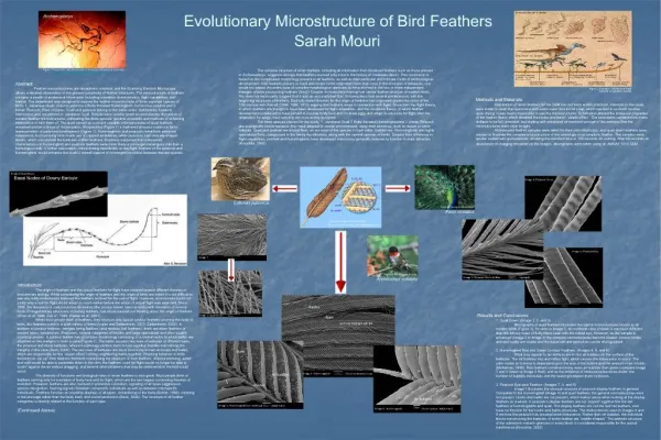 Evolutionary Microstructure of Bird Feathers