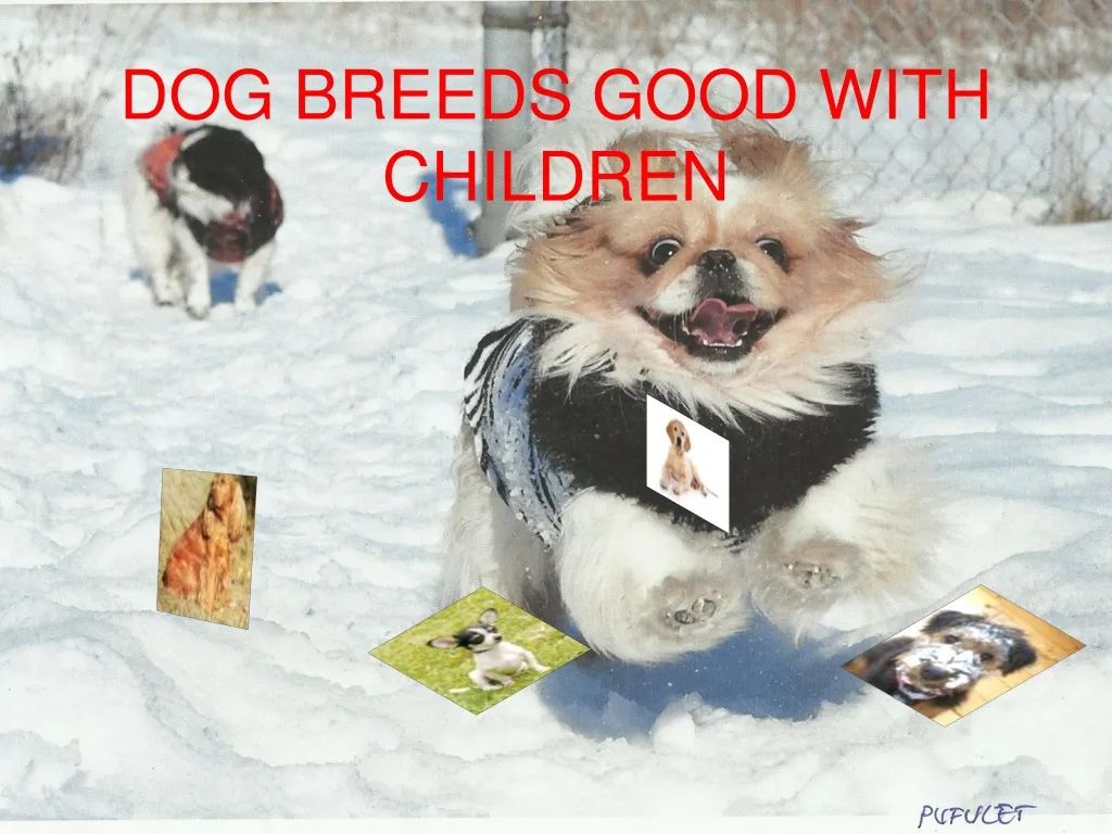 dog breeds good with children