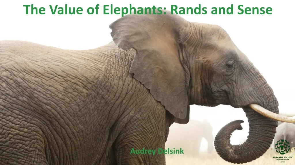 the value of elephants rands and sense