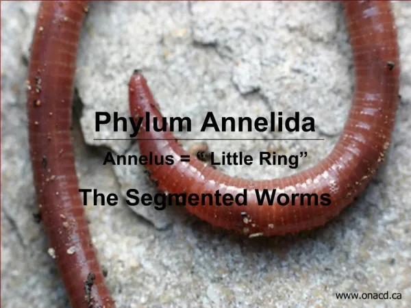 Phylum Annelida Annelus Little Ring The Segmented Worms