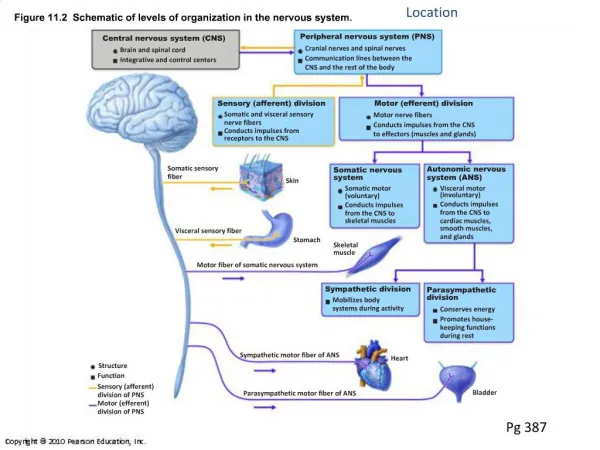 Figure 11.2 Schematic of levels of organization in the nervous system.