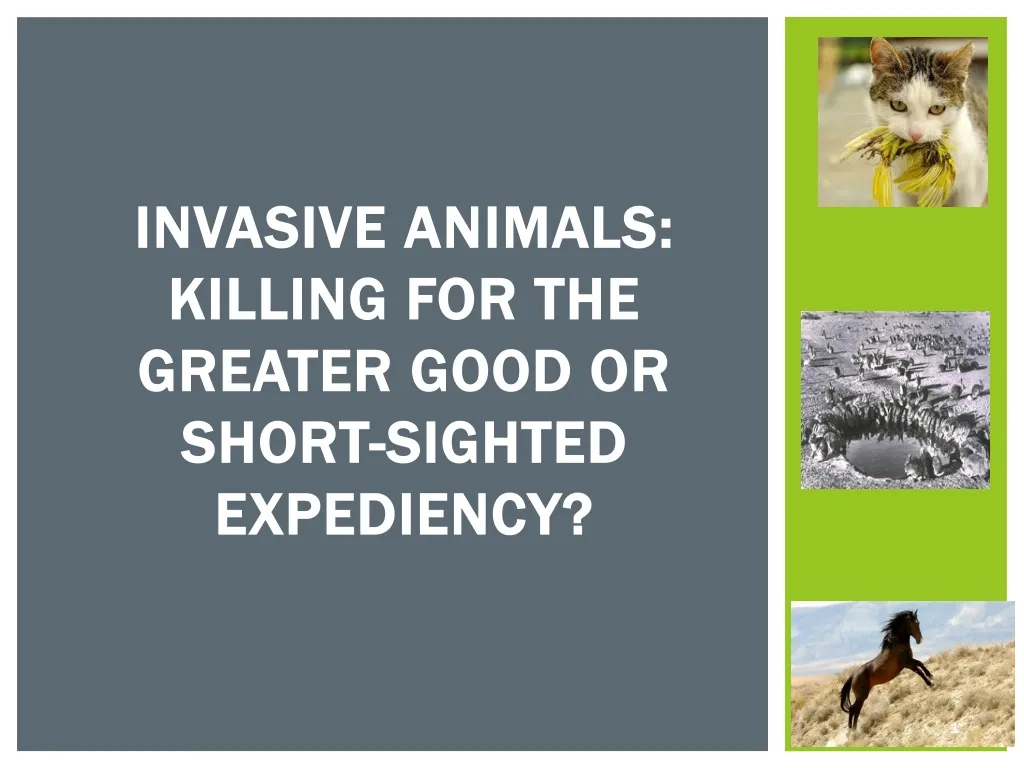 invasive animals killing for the greater good or short sighted expediency