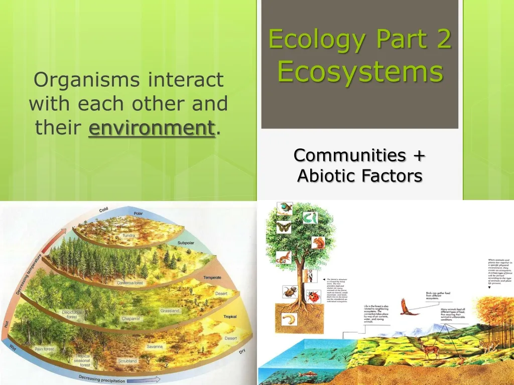 ecology part 2 ecosystems