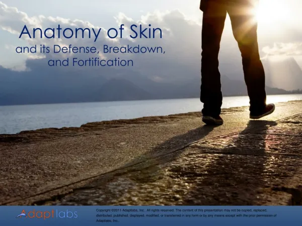 Anatomy of Skin and its Defense, Breakdown, and Fortification