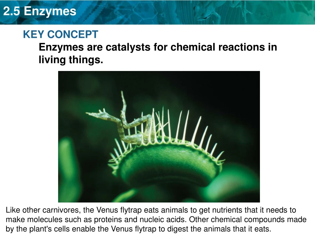key concept enzymes are catalysts for chemical
