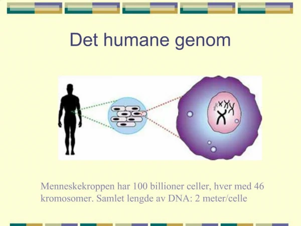 Det humane genom