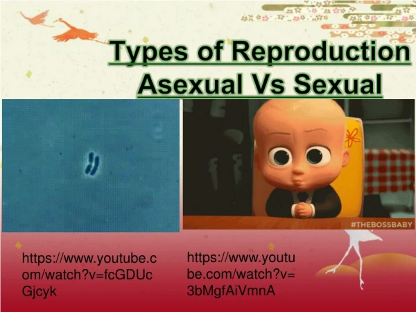 Types of Reproduction Asexual Vs Sexual