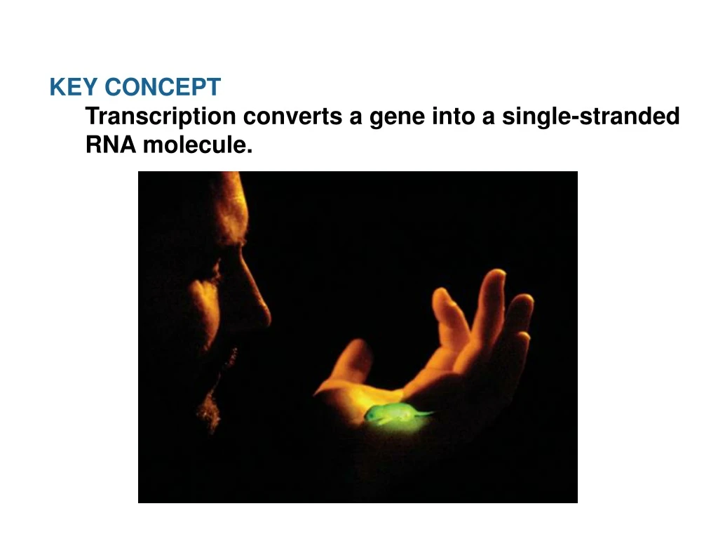 key concept transcription converts a gene into
