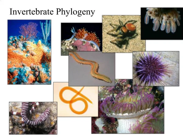 Invertebrate Phylogeny