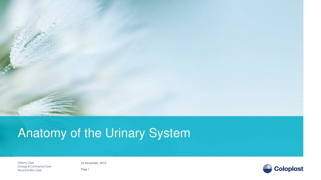 anatomy of the urinary system