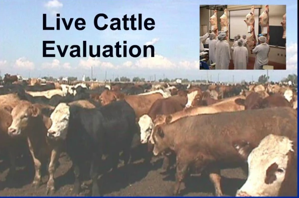 Live Cattle Evaluation
