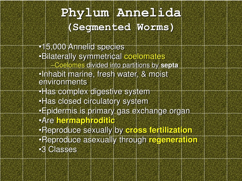 phylum annelida segmented worms