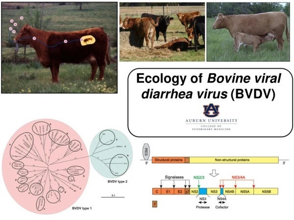 Ecology of Bovine viral diarrhea virus (BVDV)