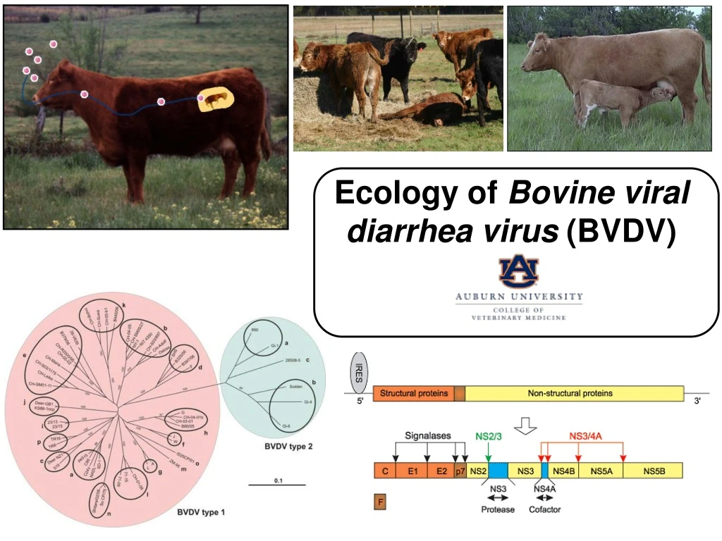 ecology of bovine viral diarrhea virus bvdv